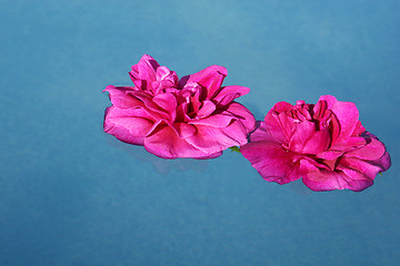 Image showing pink roses