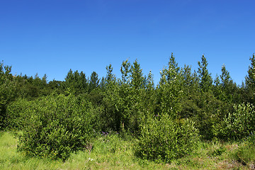 Image showing lush forrest