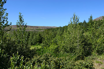 Image showing forrest clearing