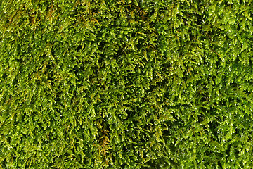 Image showing moss background