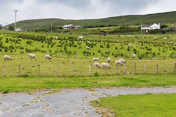 Image showing sheep grazing on field of connemara in ireland