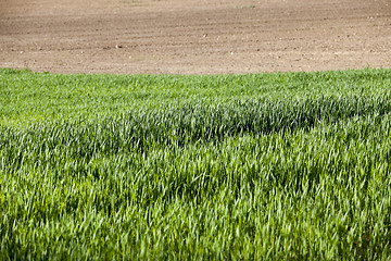 Image showing green wheat, close-up