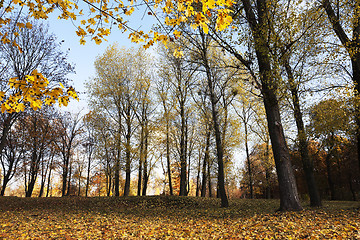 Image showing yellow foliage, autumn