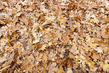 Image showing Autumn Park, overcast