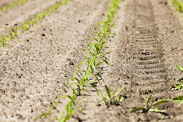 Image showing corn field. Spring