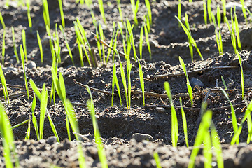 Image showing agriculture, cereal - wheat