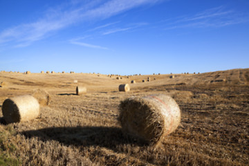 Image showing cereal farming field