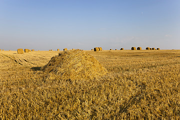 Image showing the agricultural field