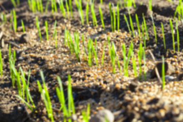 Image showing field with young wheat