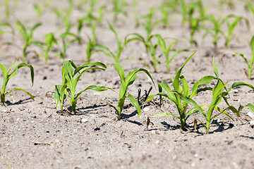 Image showing Field with corn