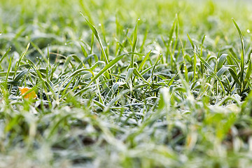 Image showing young grass plants, close-up