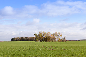 Image showing agriculture, cereal - wheat