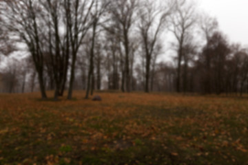 Image showing Autumn Park, overcast