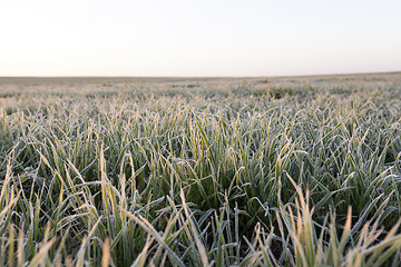 Image showing green wheat, frost