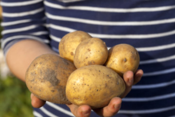 Image showing Potatoes in hand