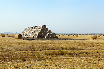 Image showing cereals wheat, close up