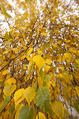 Image showing Autumn Park, overcast