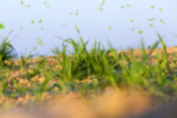 Image showing field with young wheat