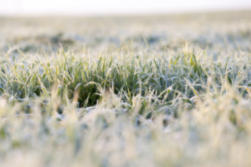 Image showing wheat during frost