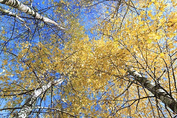 Image showing birch tree in autumn