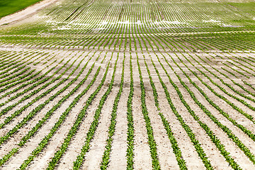 Image showing field with beetroot
