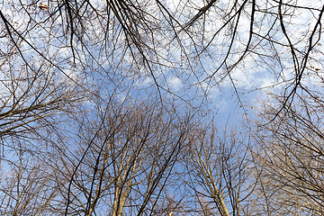 Image showing birch trees in autumn