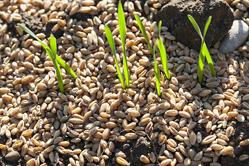 Image showing field with young wheat