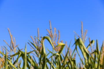 Image showing Green immature corn