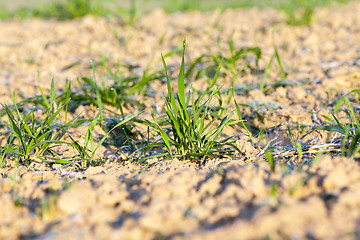 Image showing field with young wheat