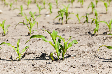 Image showing Field of green corn