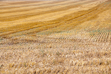 Image showing gathering the wheat harvest