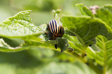 Image showing Colorado potato beetle on potatoes