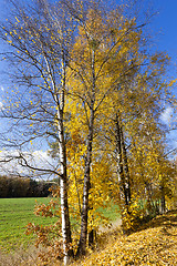 Image showing birch tree in autumn