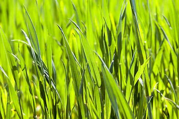 Image showing cereal close up