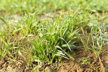 Image showing young grass plants, close-up