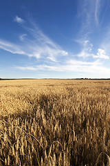 Image showing grow ripe rye.