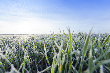 Image showing young grass plants, close-up