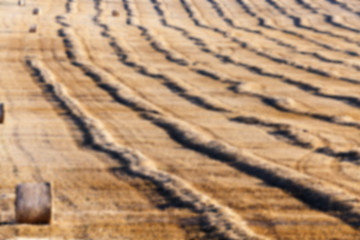 Image showing cereal farming field