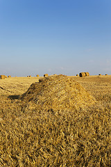 Image showing field after harvesting