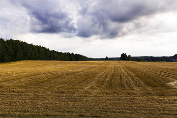 Image showing farm field cereals