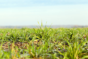 Image showing young grass plants, close-up