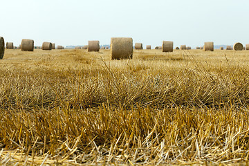 Image showing cereal farming field