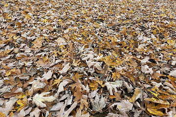 Image showing Autumn Park, overcast