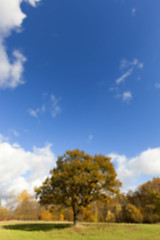 Image showing Nature in autumn season