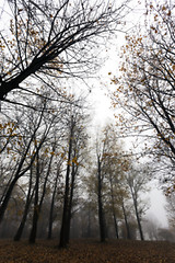 Image showing Autumn Park, overcast