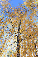 Image showing birch tree in autumn