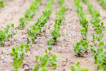 Image showing Pea sprout in the spring