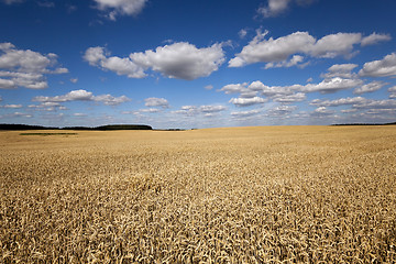 Image showing ripe yellow cereals