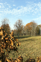 Image showing leaves on trees, autumn