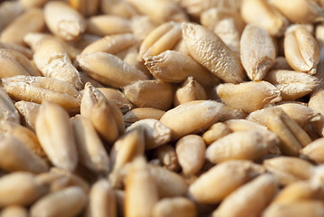 Image showing wheat, close up